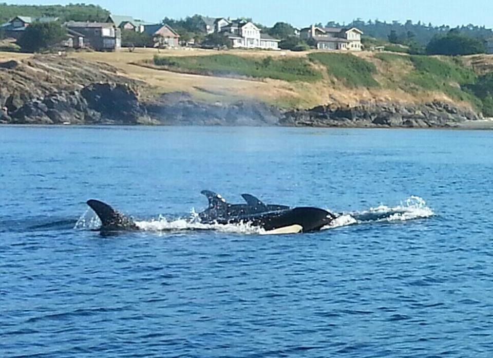 Bring your camera and capture the breathtaking wildlife that inhabits our islands.